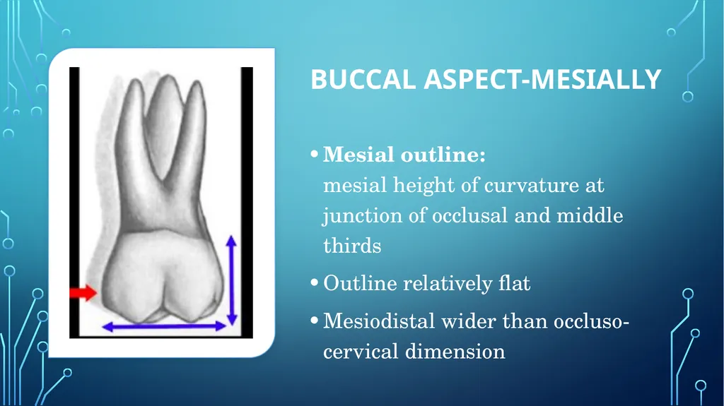 The permanent maxillary molars Dr. pinar khalis - slide 10 of 50