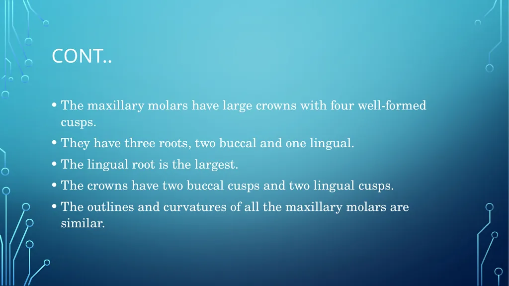 The permanent maxillary molars Dr. pinar khalis - slide 3 of 50