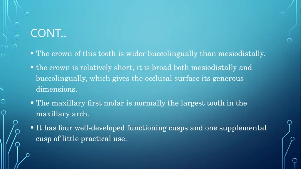 The permanent maxillary molars Dr. pinar khalis - slide 6 of 50