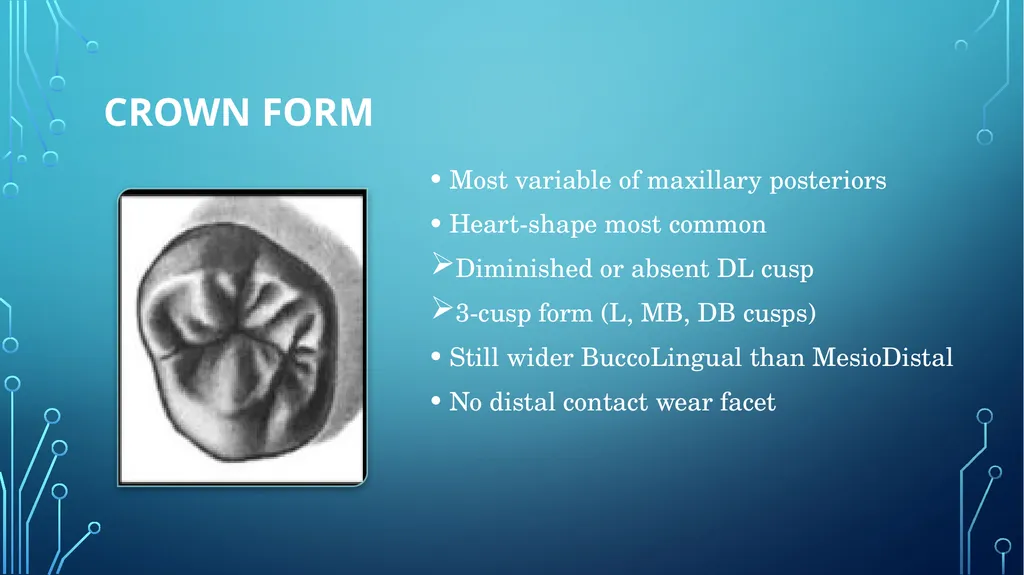 The permanent maxillary molars Dr. pinar khalis - slide 45 of 50