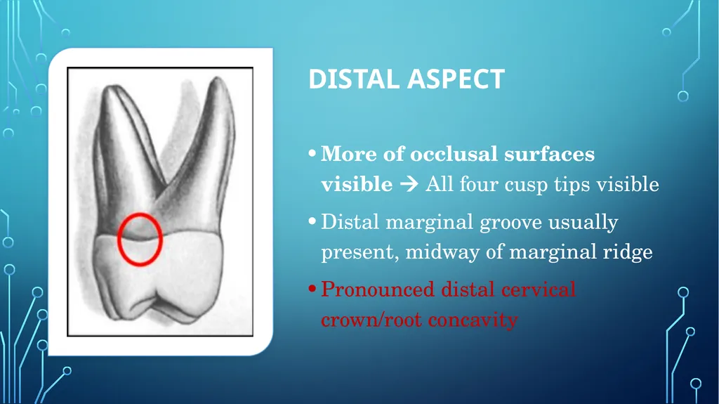 The permanent maxillary molars Dr. pinar khalis - slide 19 of 50
