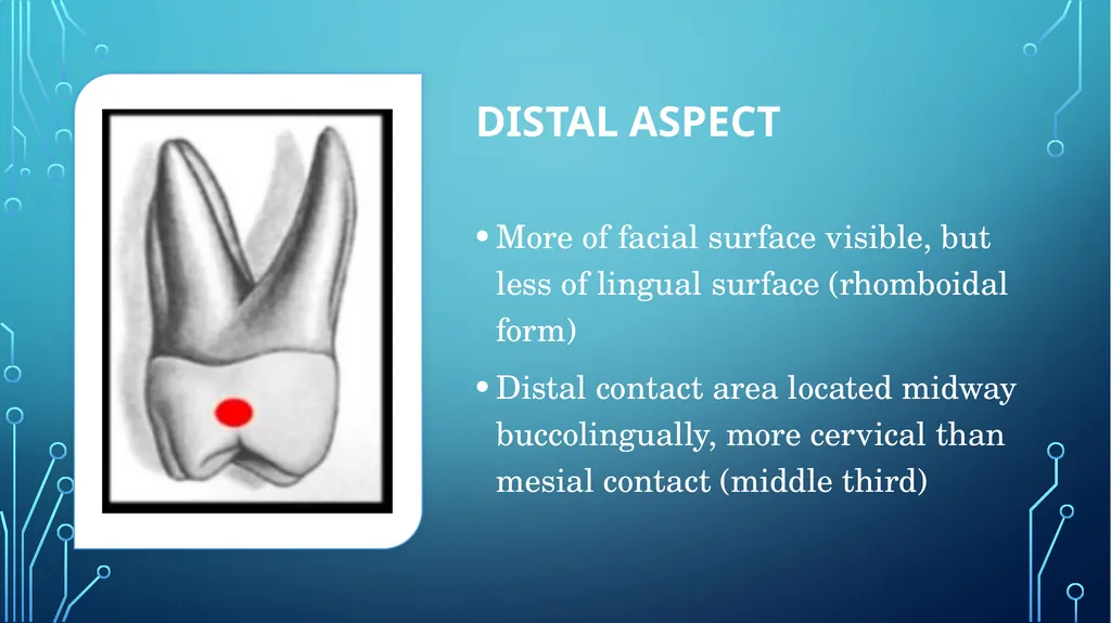 The permanent maxillary molars Dr. pinar khalis - slide 20 of 50