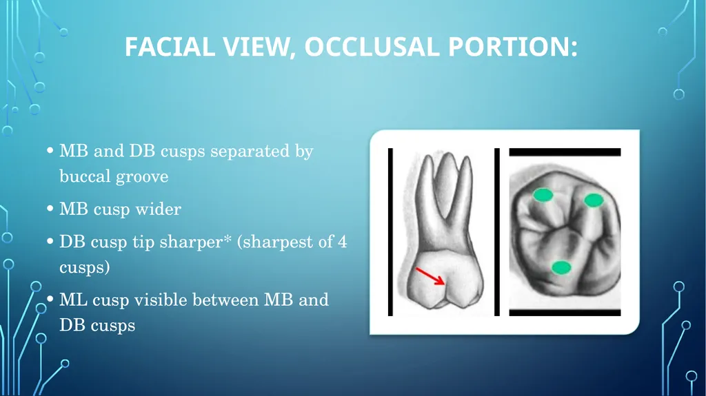 The permanent maxillary molars Dr. pinar khalis - slide 13 of 50