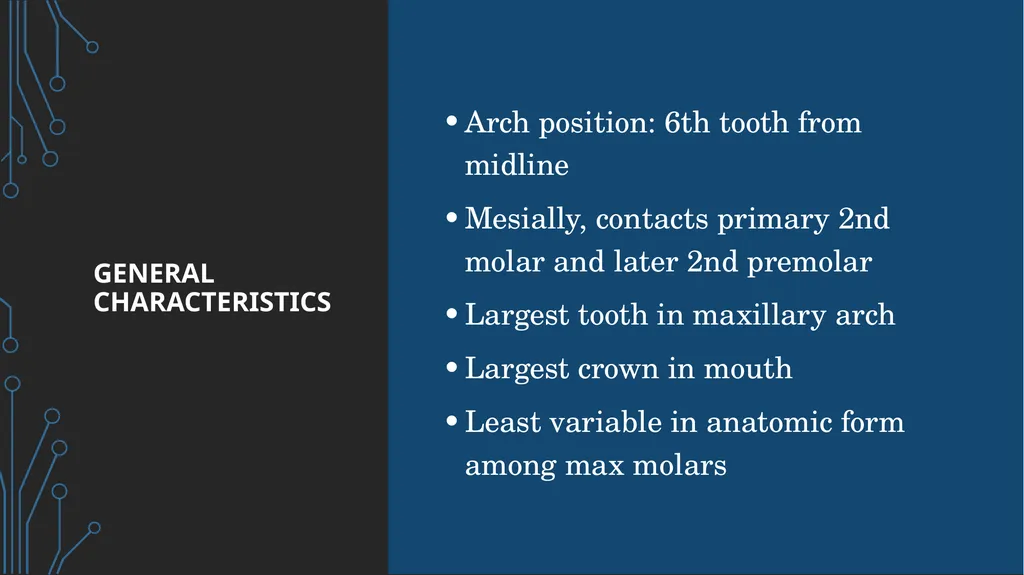 The permanent maxillary molars Dr. pinar khalis - slide 5 of 50