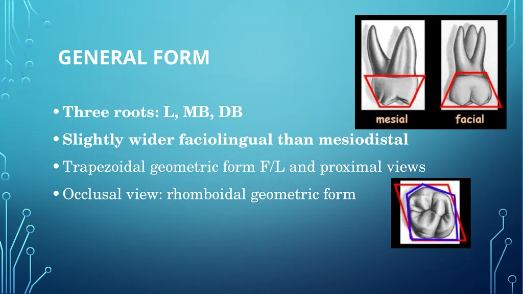 The permanent maxillary molars Dr. pinar khalis - slide 8 of 50