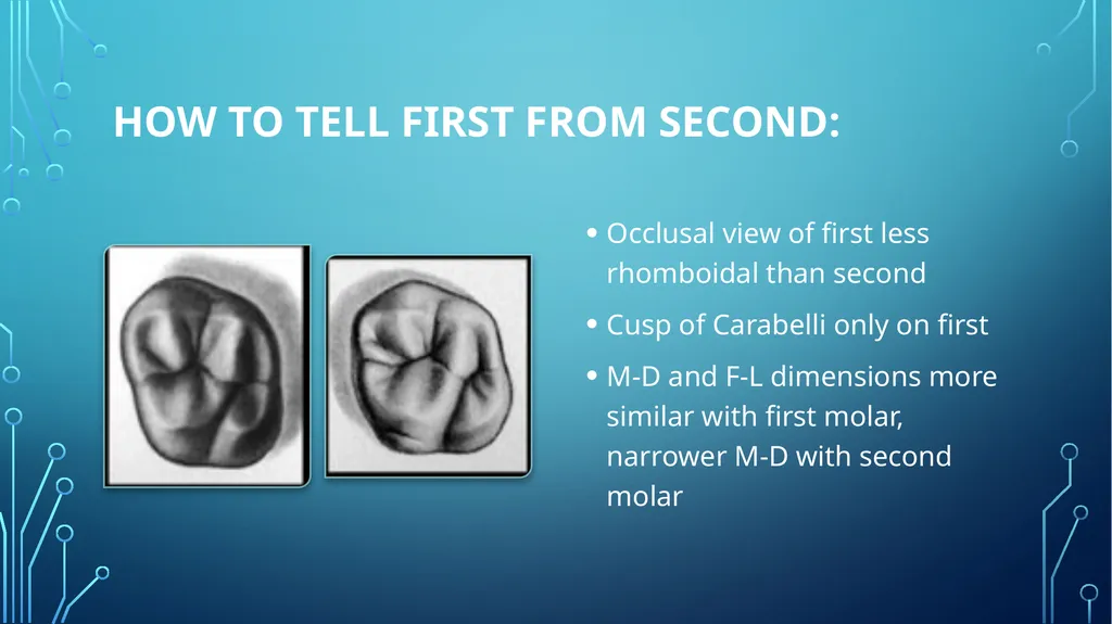 The permanent maxillary molars Dr. pinar khalis - slide 41 of 50