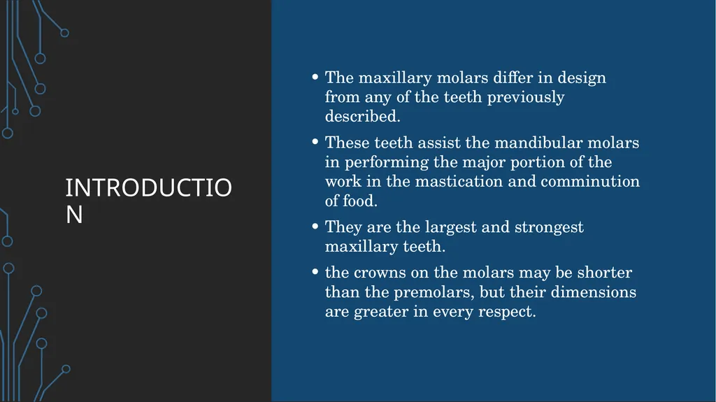 The permanent maxillary molars Dr. pinar khalis - slide 2 of 50