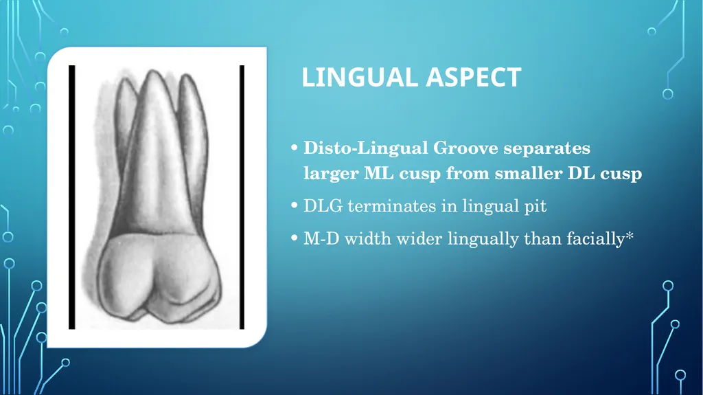 The permanent maxillary molars Dr. pinar khalis - slide 15 of 50