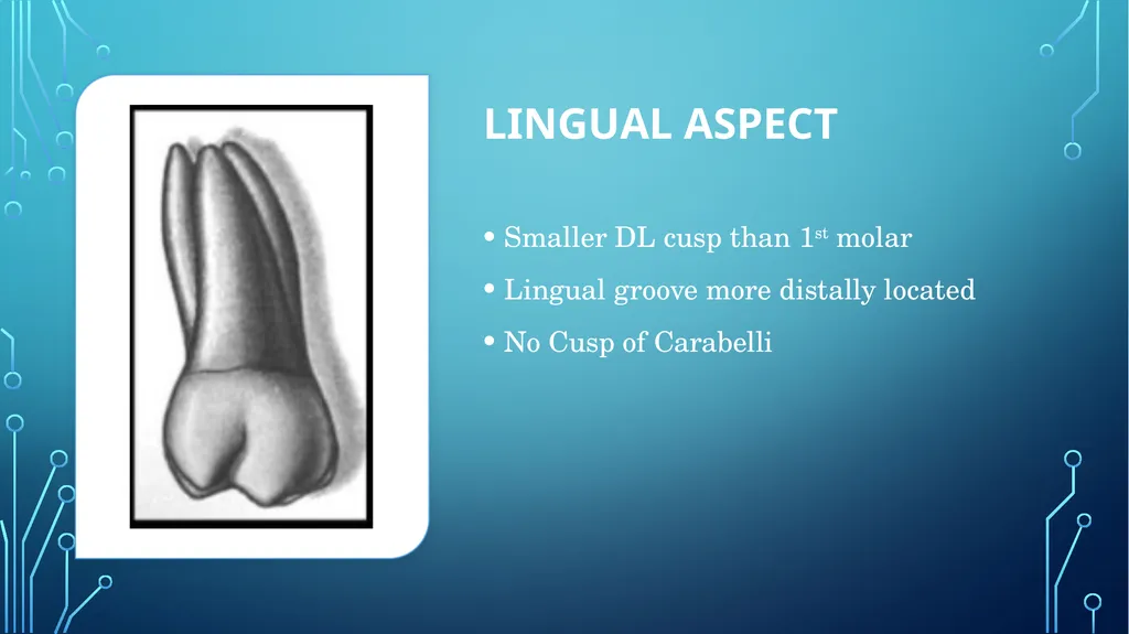 The permanent maxillary molars Dr. pinar khalis - slide 37 of 50
