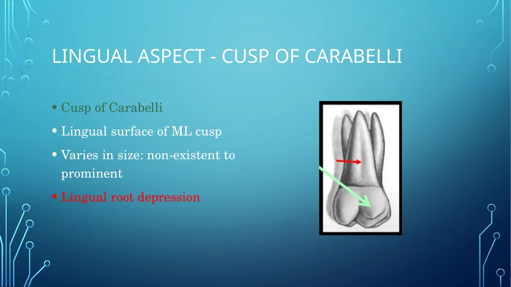 The permanent maxillary molars Dr. pinar khalis - slide 16 of 50