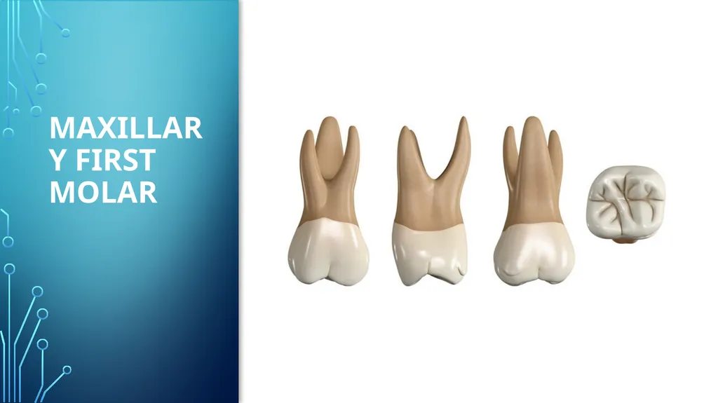 The permanent maxillary molars Dr. pinar khalis - slide 4 of 50