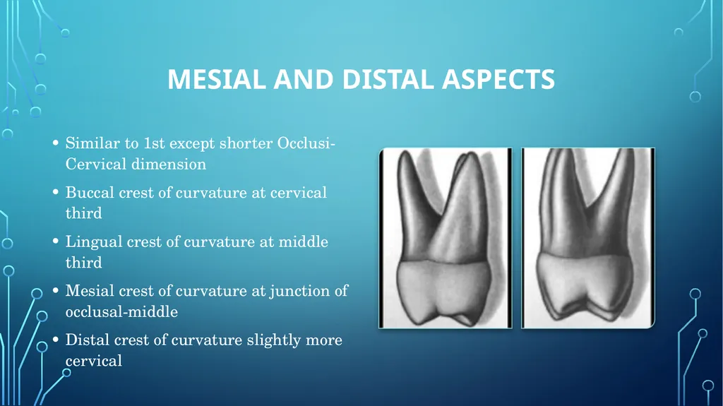 The permanent maxillary molars Dr. pinar khalis - slide 38 of 50