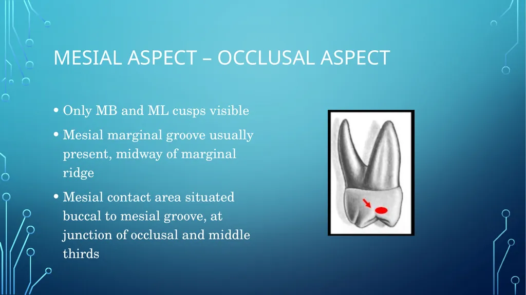 The permanent maxillary molars Dr. pinar khalis - slide 18 of 50