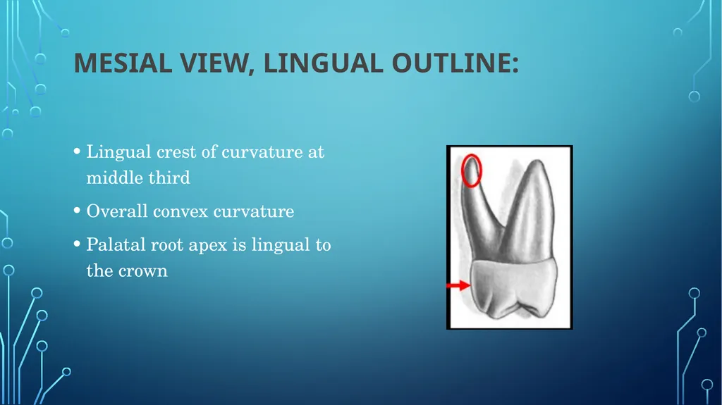 The permanent maxillary molars Dr. pinar khalis - slide 17 of 50