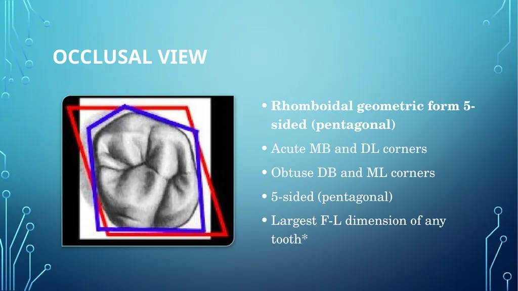 The permanent maxillary molars Dr. pinar khalis - slide 21 of 50