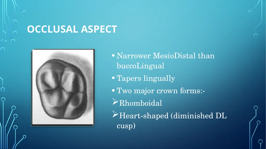 The permanent maxillary molars Dr. pinar khalis - slide 39 of 50