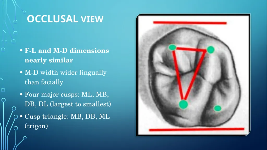 The permanent maxillary molars Dr. pinar khalis - slide 22 of 50
