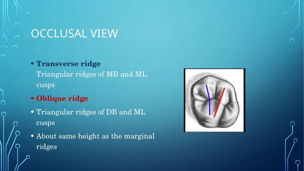 The permanent maxillary molars Dr. pinar khalis - slide 23 of 50