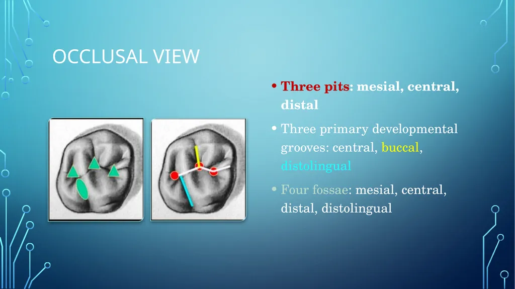 The permanent maxillary molars Dr. pinar khalis - slide 24 of 50