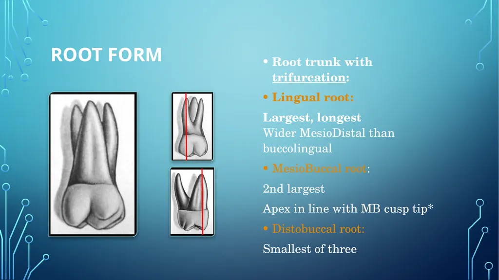 The permanent maxillary molars Dr. pinar khalis - slide 25 of 50