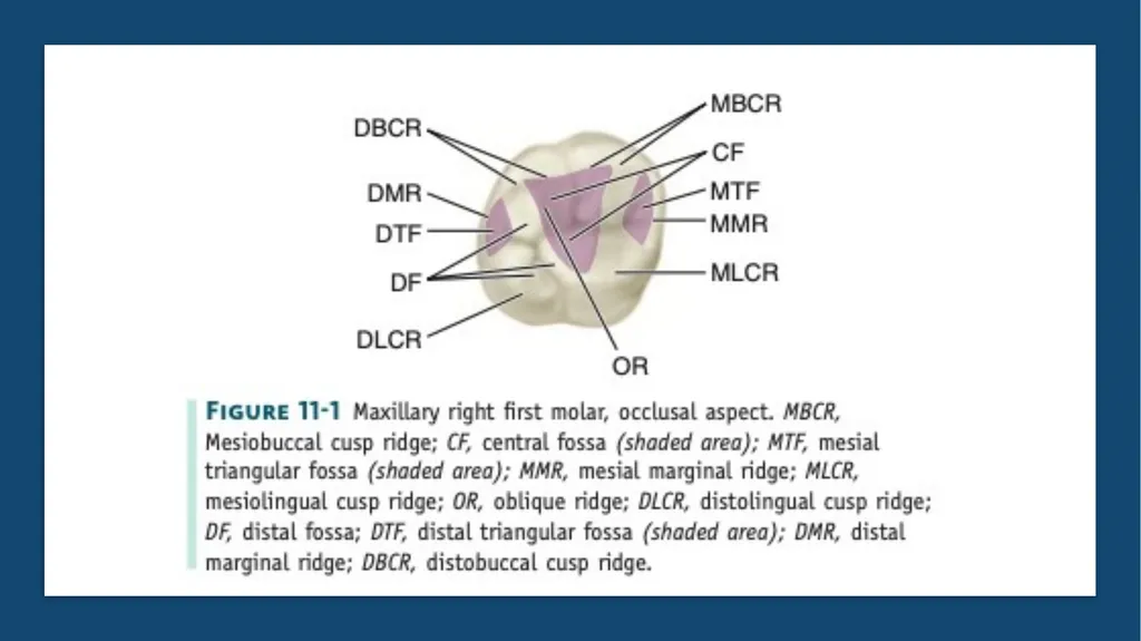 The permanent maxillary molars Dr. pinar khalis - slide 28 of 50
