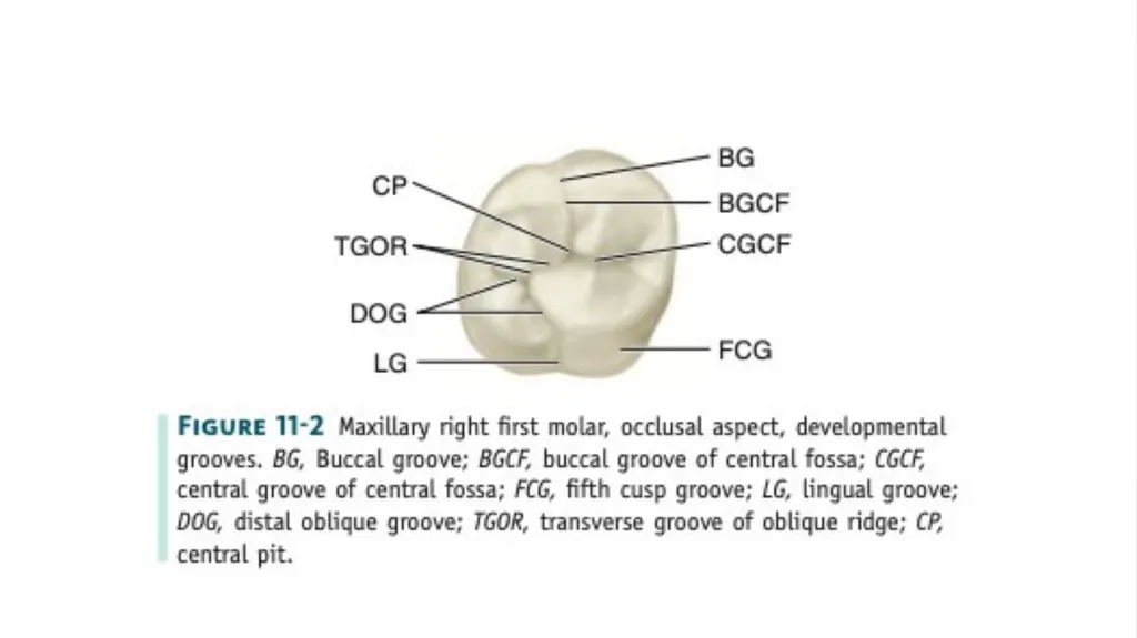 The permanent maxillary molars Dr. pinar khalis - slide 29 of 50