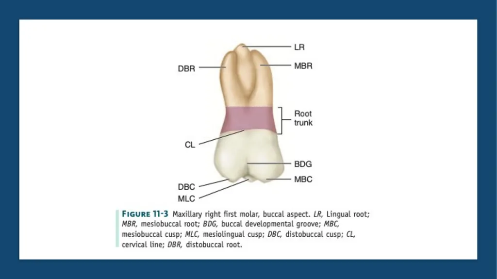 The permanent maxillary molars Dr. pinar khalis - slide 30 of 50