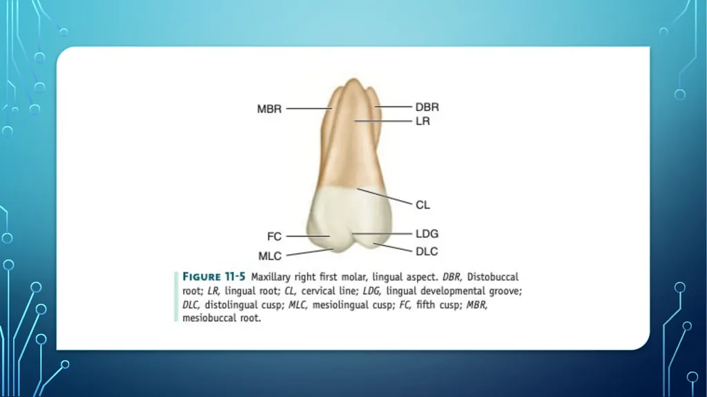 The permanent maxillary molars Dr. pinar khalis - slide 31 of 50