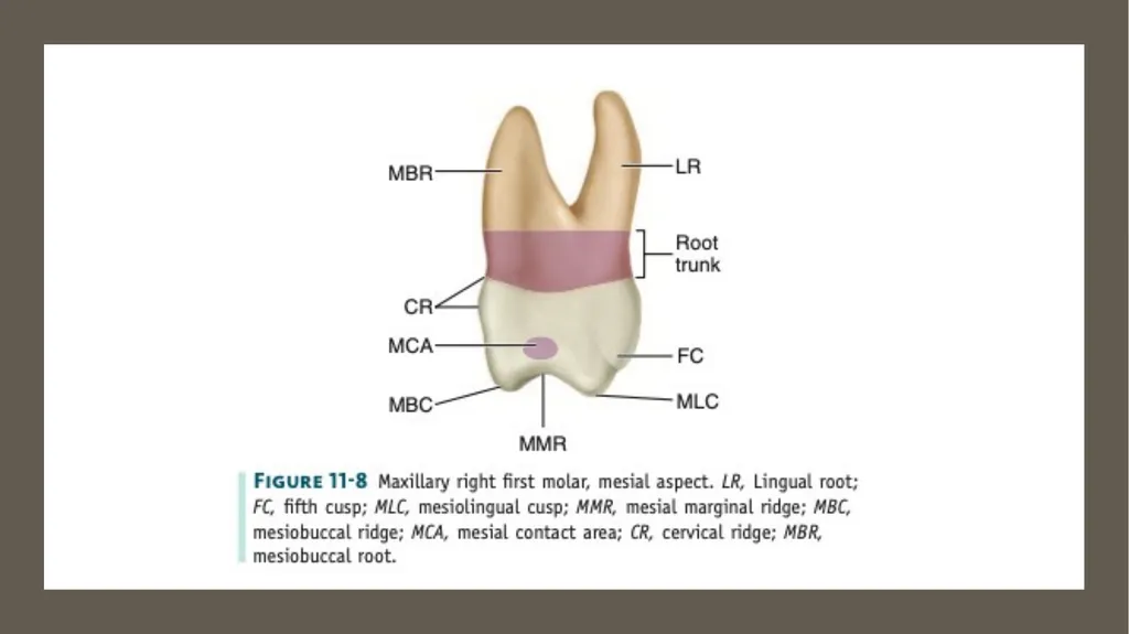 The permanent maxillary molars Dr. pinar khalis - slide 32 of 50