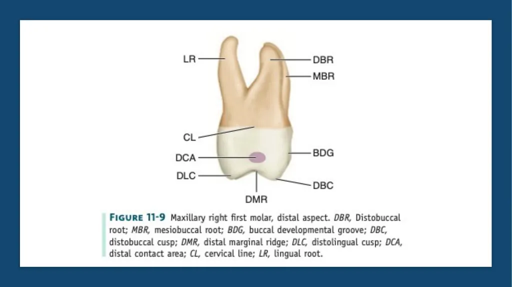 The permanent maxillary molars Dr. pinar khalis - slide 33 of 50