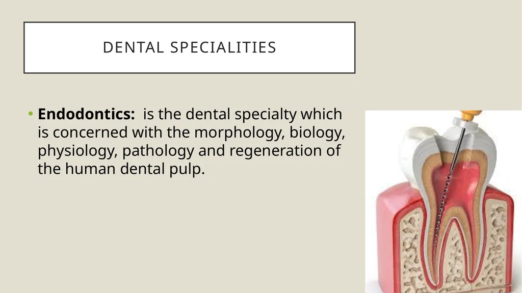 Dental terminology Dr Dina Taimeh Dental - slide 7 of 21