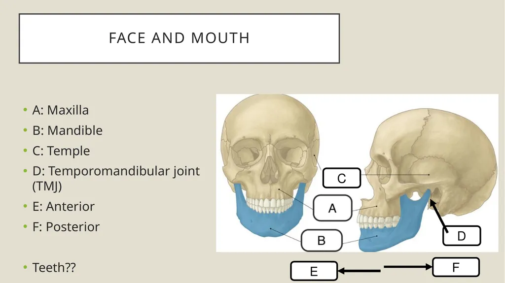 Dental terminology Dr Dina Taimeh Dental - slide 3 of 21