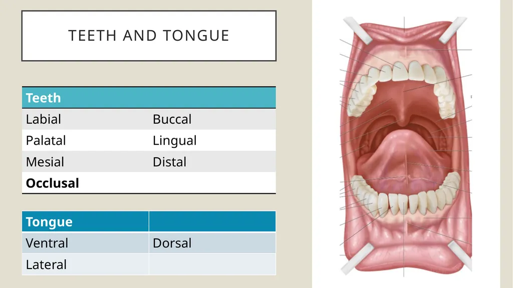 Dental terminology Dr Dina Taimeh Dental - slide 5 of 21