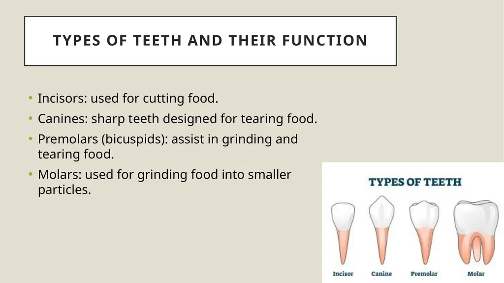 Dental terminology Dr Dina Taimeh Dental - slide 16 of 21