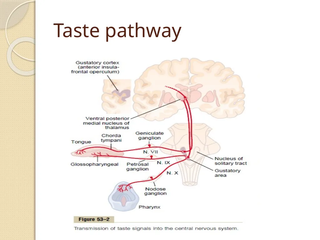 Taste Dr Mohammed Jeelani Specific learning - slide 7 of 14