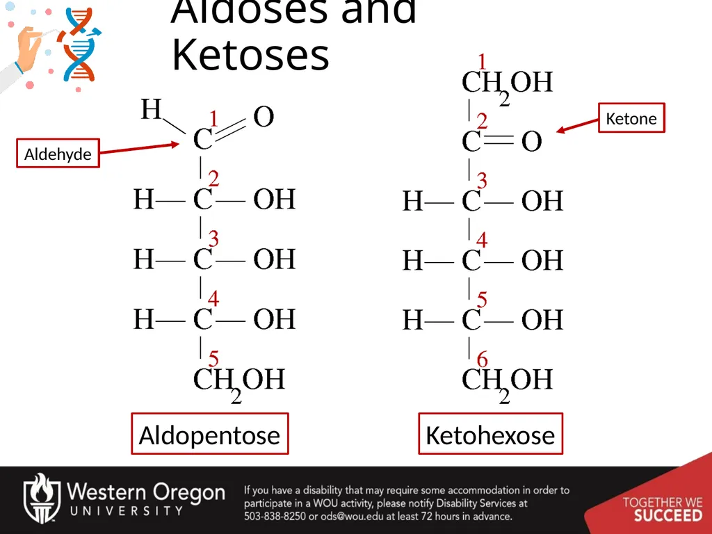 Carbohydrates – Part 1 Monosaccharide Structure - slide 8 of 40