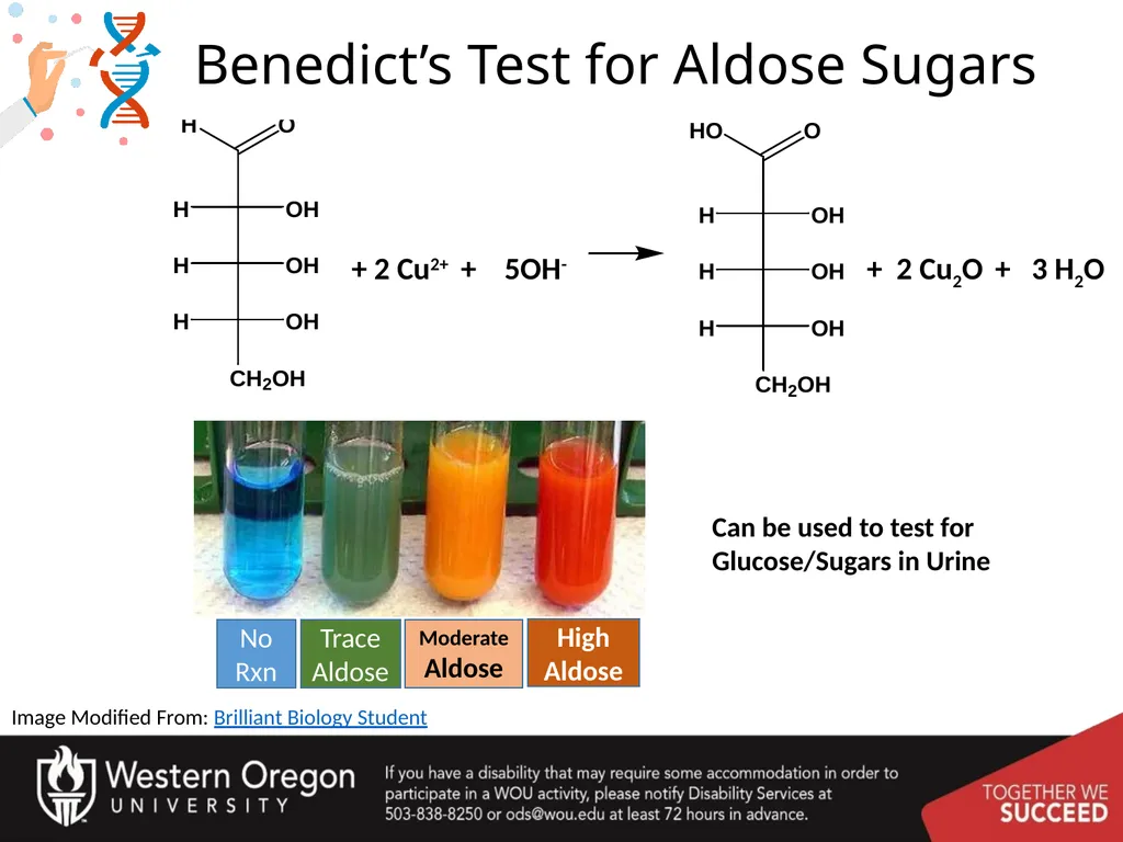 Carbohydrates – Part 1 Monosaccharide Structure - slide 11 of 40