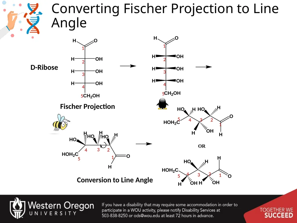 Carbohydrates – Part 1 Monosaccharide Structure - slide 7 of 40