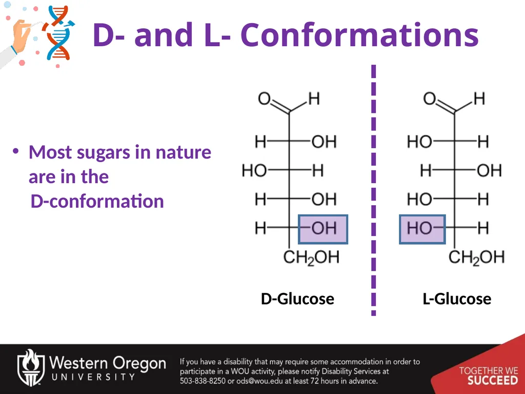 Carbohydrates – Part 1 Monosaccharide Structure - slide 30 of 40