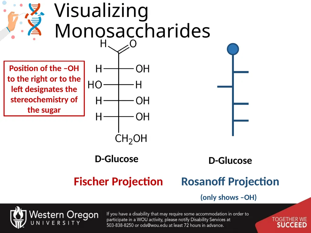 Carbohydrates – Part 1 Monosaccharide Structure - slide 16 of 40