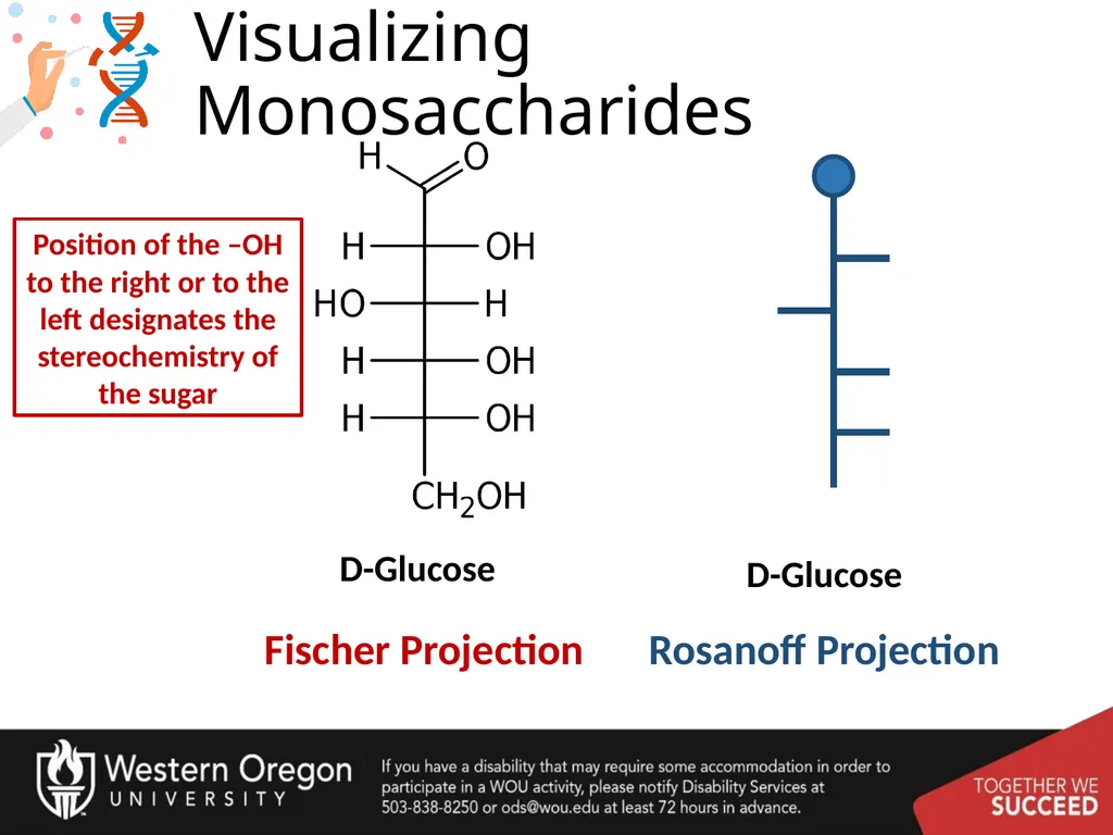 Carbohydrates – Part 1 Monosaccharide Structure - slide 17 of 40