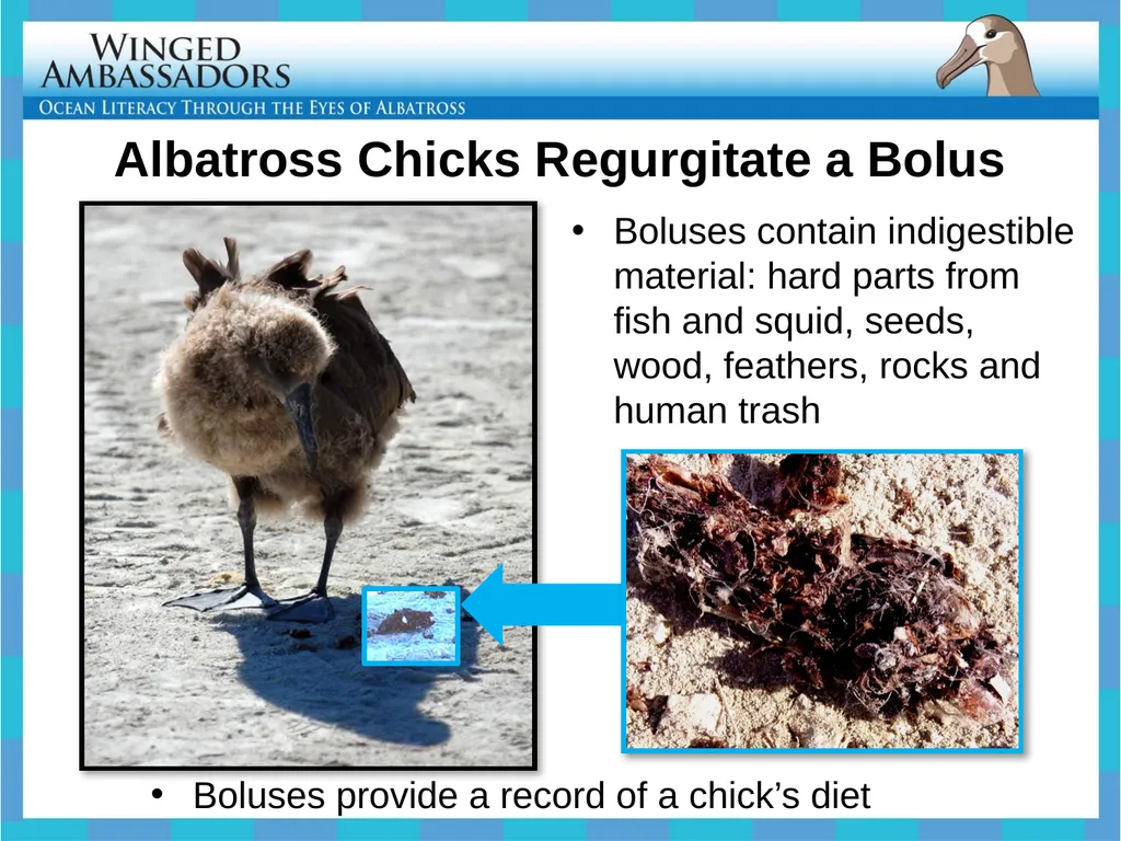 Lesson 4: Bolus Analysis Lesson 4 Presentation - slide 11 of 48
