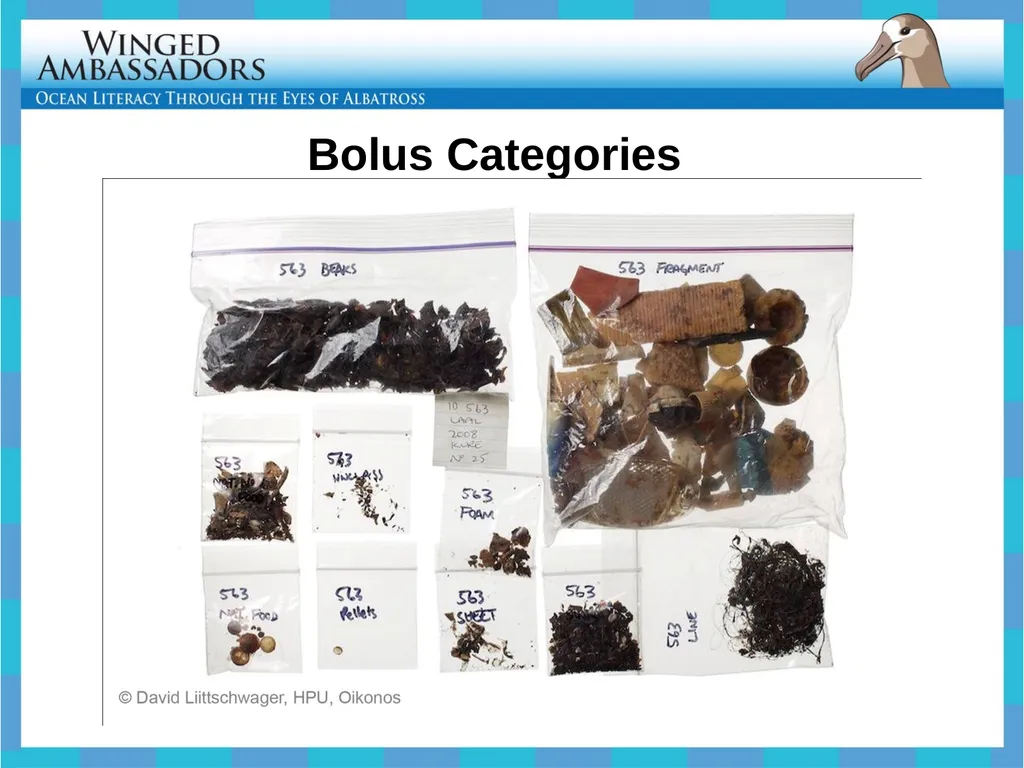 Lesson 4: Bolus Analysis Lesson 4 Presentation - slide 19 of 48