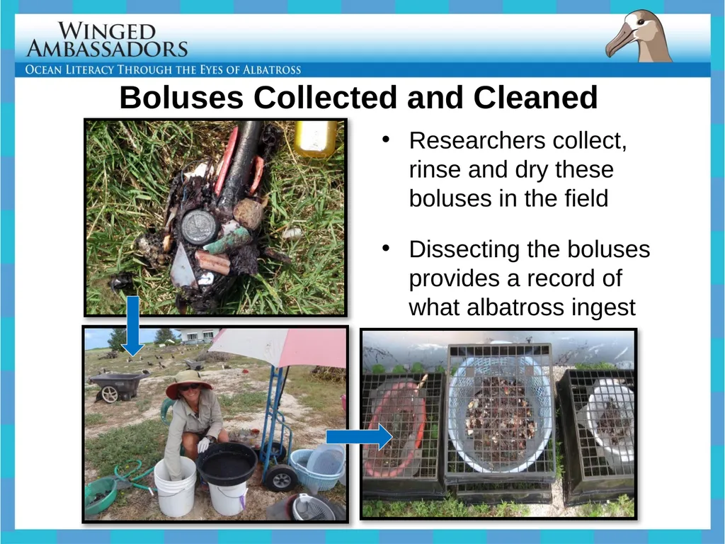 Lesson 4: Bolus Analysis Lesson 4 Presentation - slide 15 of 48