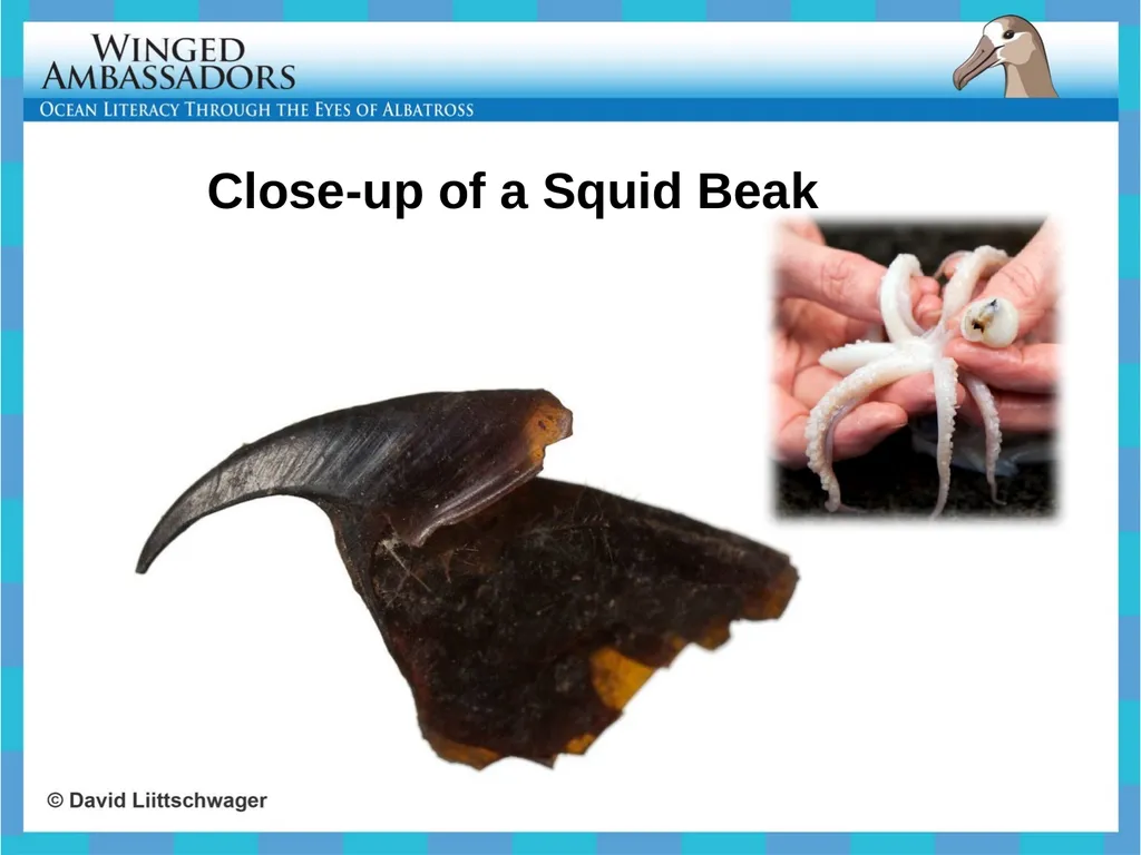 Lesson 4: Bolus Analysis Lesson 4 Presentation - slide 23 of 48