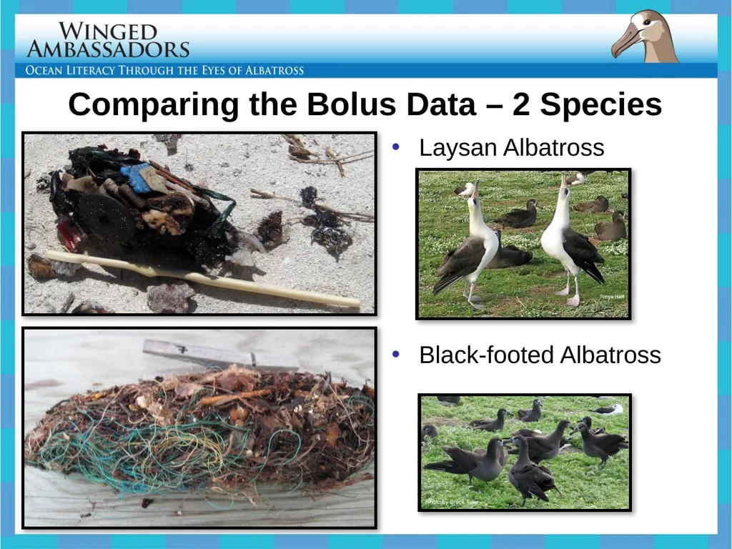 Lesson 4: Bolus Analysis Lesson 4 Presentation - slide 26 of 48