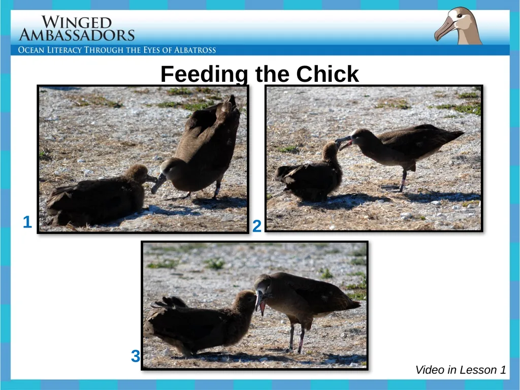 Lesson 4: Bolus Analysis Lesson 4 Presentation - slide 9 of 48