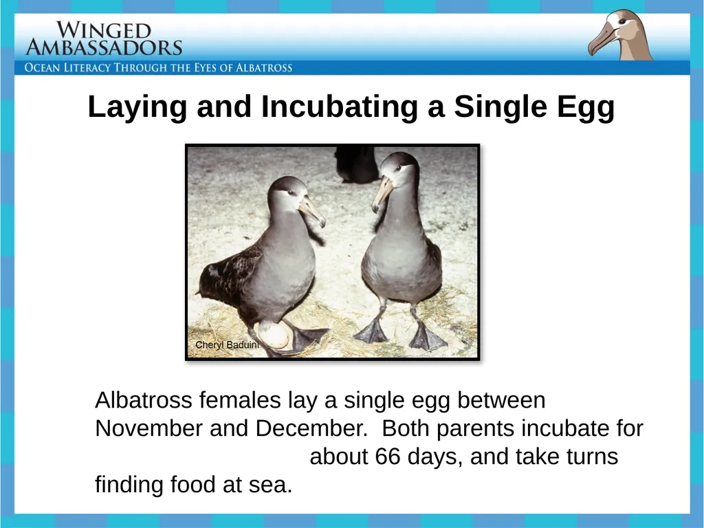 Lesson 4: Bolus Analysis Lesson 4 Presentation - slide 6 of 48