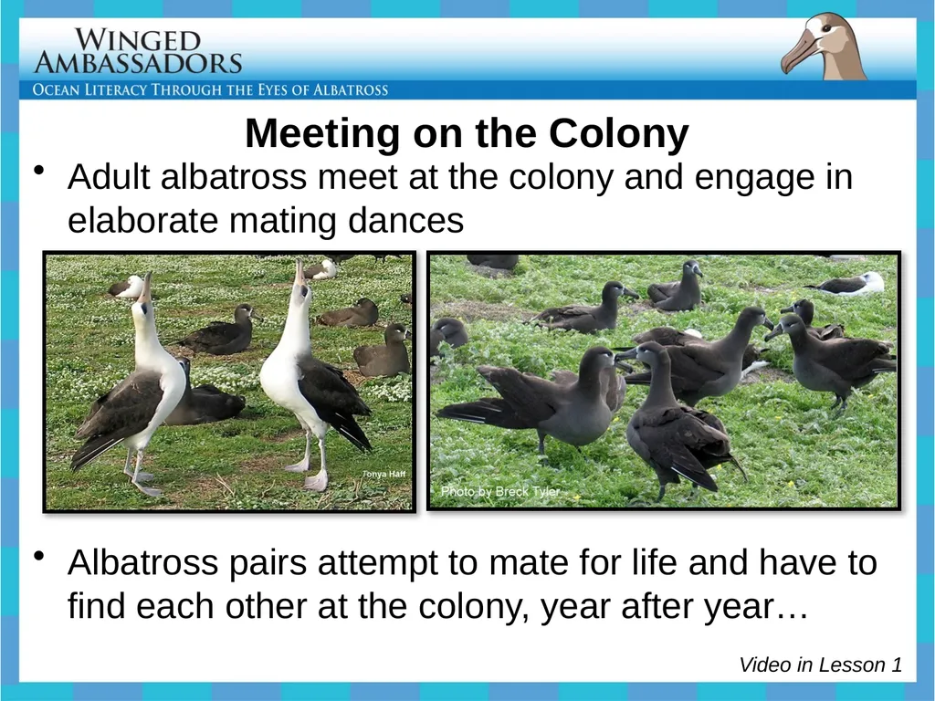 Lesson 4: Bolus Analysis Lesson 4 Presentation - slide 4 of 48