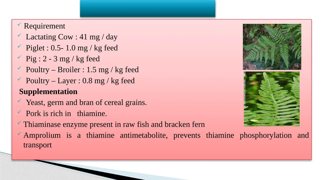 Vitamins (Water Soluble) Dr. Dharmendra Kumar - slide 17 of 34